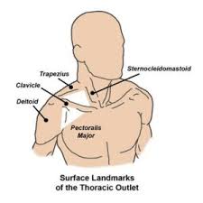 It runs down the back part of the neck, and opens into the external jugular vein just below the middle of its course. Anatomy Of The Thoracic Outlet Center For Thoracic Outlet Syndrome