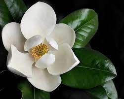 Magnolia Grandiflora Southern Magnolia Tree In 2 5 Inch Pot Etsy In 2021 Southern Magnolia Tree Magnolia Flower Magnolia Trees