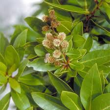 Image result for Conocarpus