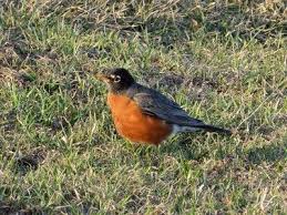 Birds Of Northern Illinois Science News Red Breasted Bird Spring Sign Latest Scientific Discoveries