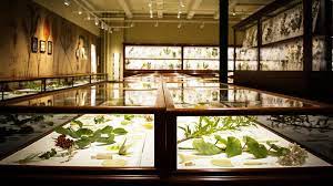 Rose pink art glass sets off the beautiful hand painted look of an iris decal. Glass Flowers The Ware Collection Of Blaschka Glass Models Of Plants Harvard Museum Of Natural History