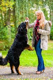 Lancaster puppies ® is a federally registered trademark owned by online advertising, llc. Bernese Mountain Dog Price And Cost Important Tips To Know