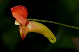 Image result for Impatiens gomphophylla