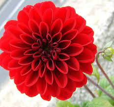 Bunga dahlia merupakan tanaman perdu berumbi serta salah satu tanaman hias yang mudah menyesuaikan diri dengan lingkungan. Jual Bunga Dahlia Merah Tanaman Hias Di Lapak Bibitmart Bukalapak