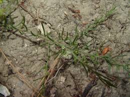 Image result for Thesium megalocarpum