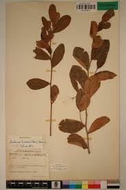 Image result for Salacia kraussii