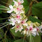 Image result for Clerodendrum umbellatum