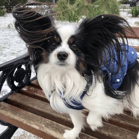 Papillon Dog Breed Guide: Care and Training | BorrowMyDoggy