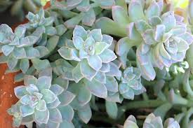 Image result for Streptopetalum