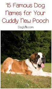 This famous dog names page will point the way to the titles given to those celebrity pups who star, or have starred in movies, television, comics and even disney movies and cartoons. 15 Famous Dog Names For Your New Puppy