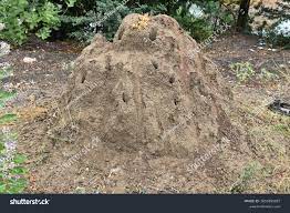 42 Ant's Nest On Ground Dry Royalty-Free Images, Stock Photos & Pictures |  Shutterstock