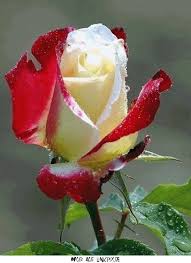 Bildergebnis für animierte gifs kostenlos blumen