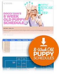Keeping your dog on a consistent yorkie puppy feeding schedule is the best way to keep his diet as healthy as possible. Puppy Schedule For 8 10 Weeks Old The Online Dog Trainer