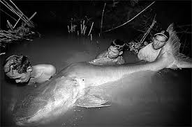 The white sturgeon is the largest freshwater fish in north america. World S Largest Freshwater Fish Threatened