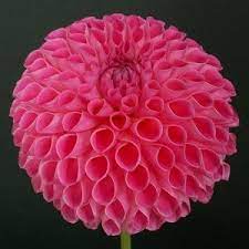 Skipley Lois Jean Dahlia Flowers Name List Real Flowers