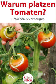 Tomaten Platzen Auf Warum Tomaten Garten Garten Bepflanzen Garten Anpflanzen