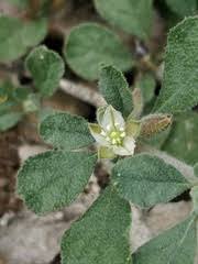 Image result for Glinus lotoides