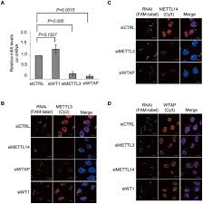 I suggest we revamp it to make it actually work. Mammalian Wtap Is A Regulatory Subunit Of The Rna N6 Methyladenosine Methyltransferase Cell Research