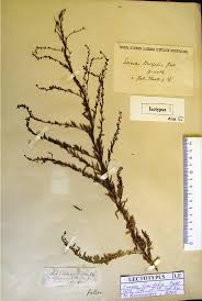 Image result for Suaeda sp. B