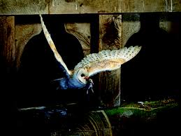 Poisons Used To Kill Rodents Have Safer Alternatives Audubon