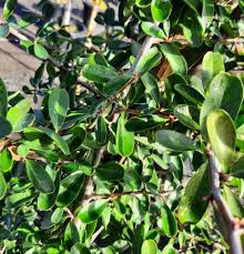 Image result for Pyracantha