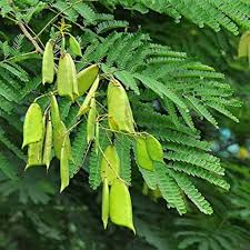 Image result for Caesalpinia sappan