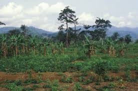 Image result for Afrostyrax kamerunensis