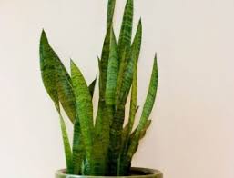 Plant your snake plant in garden soil that contains organic compost and drains quickly if you are growing it. Signs Of Underwatered Snake Plant And How To Revive It Today S Gardener