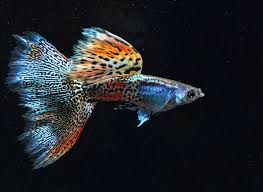 Shop the betta fish supplies your pet needs at petco. Fancy Guppy Information Aquatic Mag Betta Fish Types Guppy Betta Fish