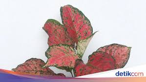 Akar dan batang marigold pun biasanya tanaman hias bunga kaca piring berbunga saat musim kering, tetapi beberapa kultivar terus berbunga hingga musim hujan juga, lho bunda. 15 Tanaman Hias Daun Yang Bisa Ditanam Outdoor Bikin Rumah Cantik