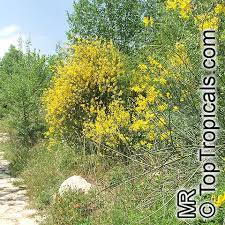 Image result for Aptosimum junceum