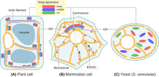 Maybe you would like to learn more about one of these? 1 Comparison Of The Golgi Organization Among Eukaryotes A In Plant Download Scientific Diagram