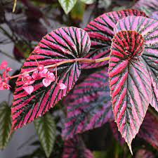 Begonia Brevirimosa Begonia Indoor Plants Names Rare Plants