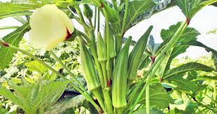 Okra orientation rich in fiber, protein, and vitamins a, c, and k, okra is not only a nutritious addition to veggie gardens, but makes an attractive specimen in beds and borders, with varieties ranging from dwarf to over eight feet tall at maturity. The 13 Best Okra Varieties For Your Vegetable Patch Gardener S Path