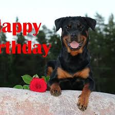 Rottweiler Happy Birthday Happy Birthday Dog Rottweiler Happy Birthday Pictures