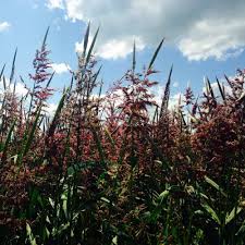 We buy, test, and write reviews. Kc S Best Wild Rice