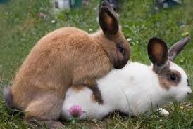 The buck will mount the doe and bite her on the back of the neck for stability, and to keep the doe in place. Create Meme Pairing Mating Rabbits Bunnies Copulate Pictures Meme Arsenal Com