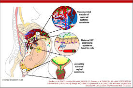 L'equilibrio della flora microbica locale è essenziale per contrastare le infezioni da parte dei patogeni, per cui in caso di alterazioni possono sorgere focus. Batteri Microbi Flora Microbiota Microbioma