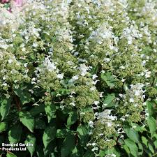 Image result for Gaertnera paniculata