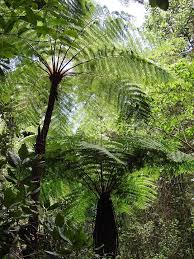 Image result for Cyatheaceae