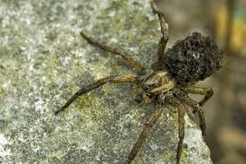 Observée en europe depuis 2007, elle est présente en france depuis 2012 dans la plupart des. Araignee Loup Qu Est Ce Que C Est Comment S En Debarrasser