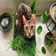 Cats like the fibrous texture of plants, so chewing on them is simply a fun and pleasurable experience. Pin On Toget