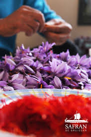 Emondage Du Safran Safran De Gruissan Occitanie Aude Sud De La France Gruissan Sud De La France Aude