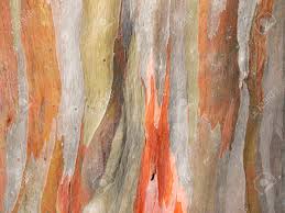 Stringy bark eucalyptus tree image by mike & valerie miller from fotolia.com. Colorful Abstract Pattern Of Old Eucalyptus Tree Bark Stock Photo Picture And Royalty Free Image Image 60233754