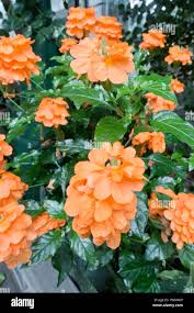 Image result for Crossandra infundibuliformis