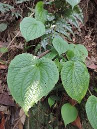 Image result for Cincinnobotrys