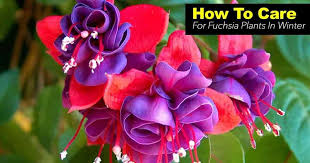 Maybe you would like to learn more about one of these? Growing The Fuchsia Plant Tips On Fuchsia Care Plantcaretoday