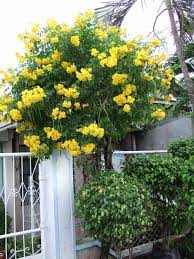 Find the perfect yellow bell flower stock photos and editorial news pictures from getty images. 9 Tecoma Stans Ideas Plants Flowers Yellow Flowers