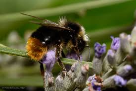 Image result for Bombus lapidarius