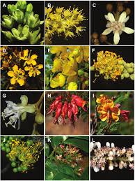 Image result for Microcharis angolensis